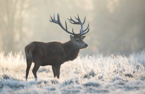 istock Red deer stag in winter at sunrise 1484159807