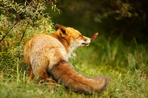 Red Fox In Meadow Portrait\n\nPlease view my portfolio for other wildlife photos.