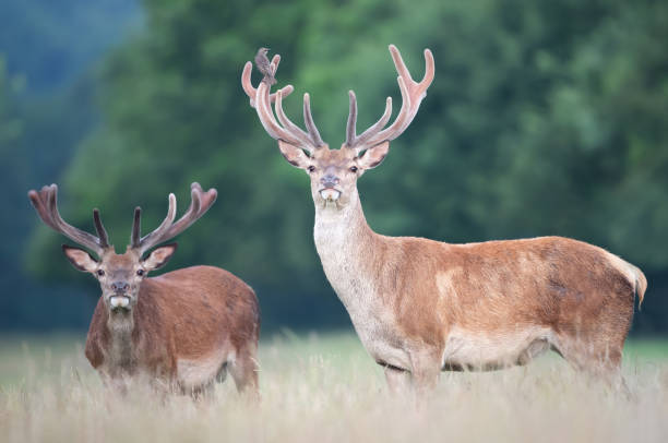 istock Two red deer stags with velvet antlers in summer 1484159926