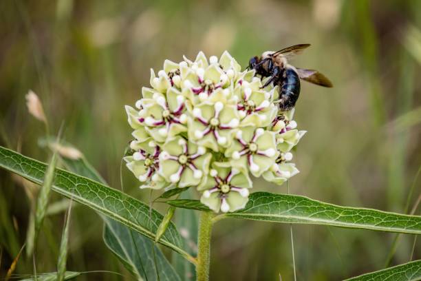 꽃 피는 식물에 수분을 공급하는 꿀벌의 클로즈업 이미지 - pollenate 뉴스 사진 이미지