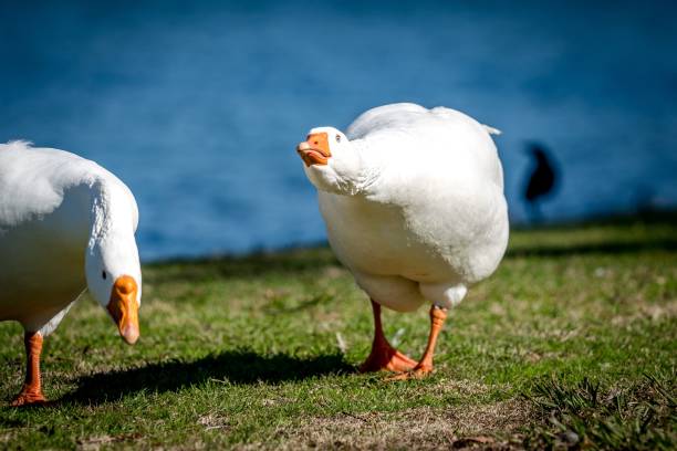 istock White goose with a glum facial expression stands alone in a field 1484159987