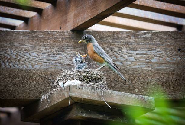 un pequeño pájaro de plumas marrones está encaramado en una estructura de madera, alimentando a su padre en un nido. - chirrup fotografías e imágenes de stock