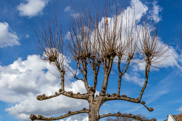 istock Low angle perspective of jagged trunks with thin branches and leafless of a pollard willow 1484162249