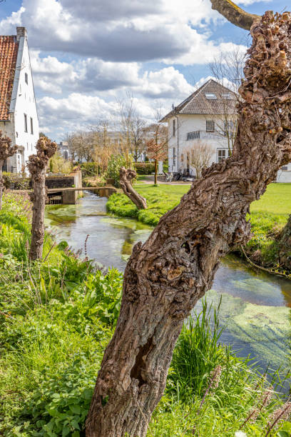 Thick trunk of pollard willow tree, Thornerbeek stream and old Kraekermolen watermill in background stock photo