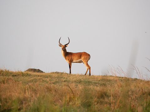 The lechwe, red lechwe, or southern lechwe ( Kobus leche) is an antelope found in wetlands of south-central Africa.