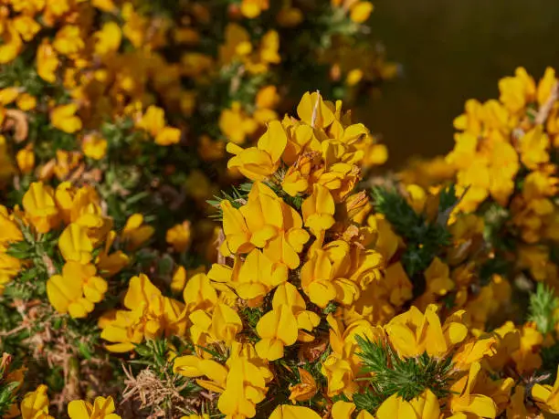 bright yellow gorse, also furze, Ulex europaeus, in full bloom, widly spread all over England, Scotland and Wales.