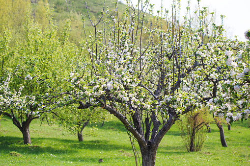 Blooming apple tree in the spring garden. Natural flowering background. Close up of white flowers on a tree