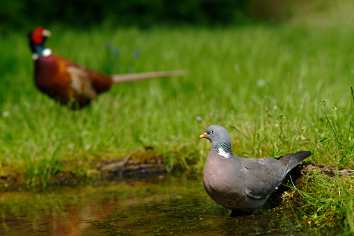 Wood pigeon with pheasant in the background