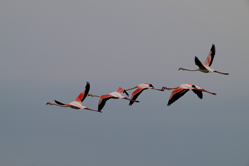 greaters flamingo flying (Phoenicopterus roseus)