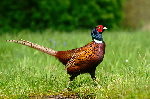 Phesant hunting with a bird dog.