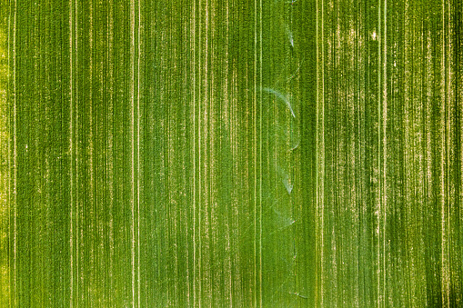Green agricultural field irrigation. Aerial shot directly above. Sustainable resources background.