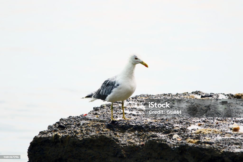 Standing Seagull Alone seagull waits on a big rock. Animal Stock Photo