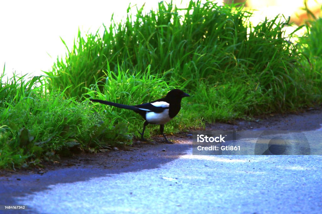 Pica bird Magpia, pica bird, stands behind the green next and checking around. Animal Stock Photo