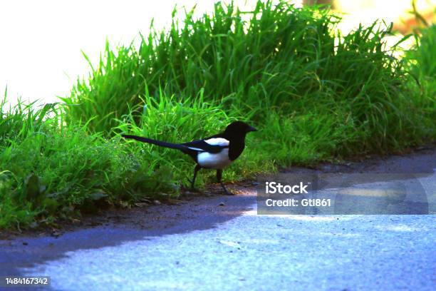 Pica Bird Stock Photo - Download Image Now - Animal, Animal Body Part, Animal Head