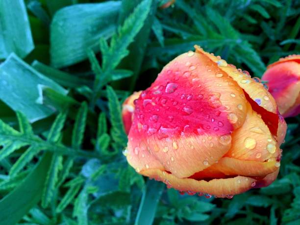 gotas de lluvia de rocío sobre un tulipán rojo-naranja colores brillantes y saturados verdes fondo borroso - cut out tulip close up drop fotografías e imágenes de stock