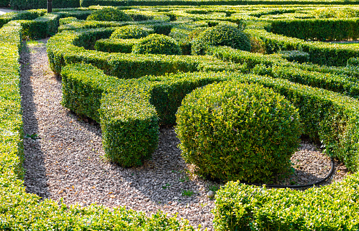 Beautiful ornamental garden with trimmed boxwood bushes