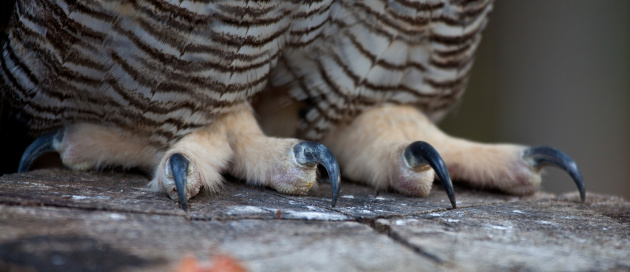 Close up shot of the talons of a great horned owl. View all of my raptor and bird photos.