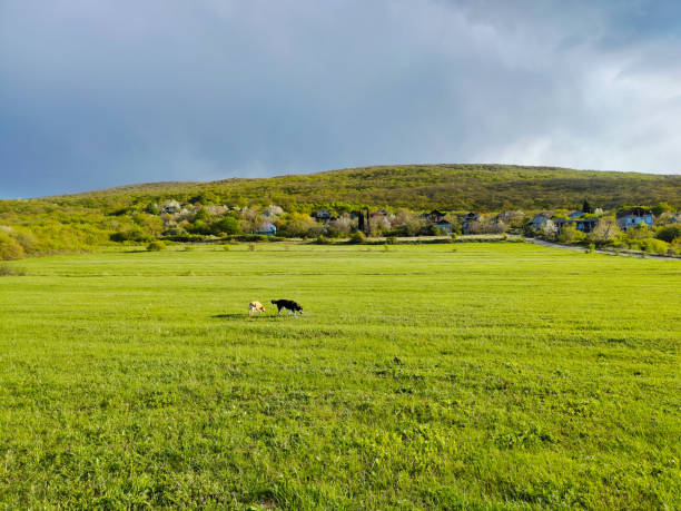 dog in the grass enjoying nature