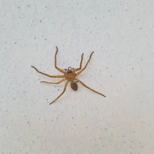 Photo of Spider