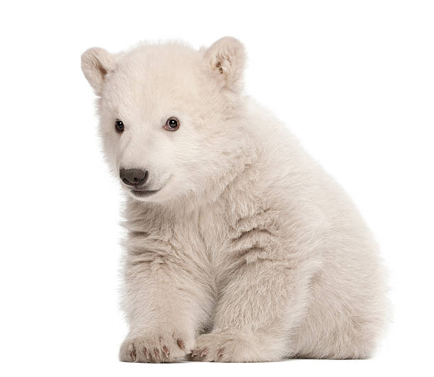 istock Polar bear cub, Ursus maritimus, 3 months old, sitting 148417434