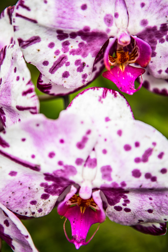 Orchid Flower Background Tropical Purple Pink Floral