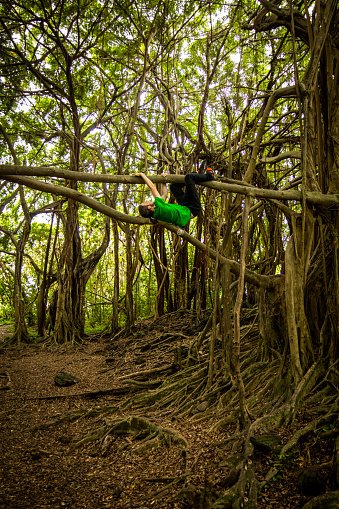 Young Man Hanging Upside Down in Banyan Tree. Climbing Trees Hawaii Rainforest. Playful. Tarzan.