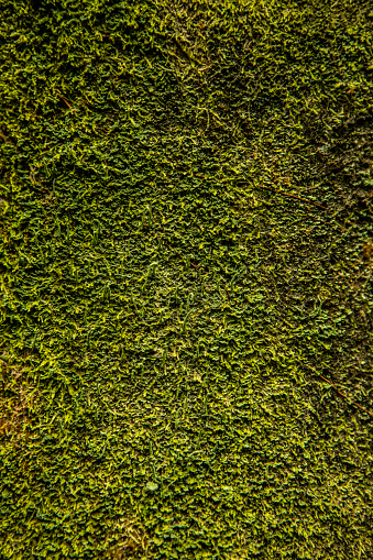 Green Moss Background Copy Space Vertical Contrast
