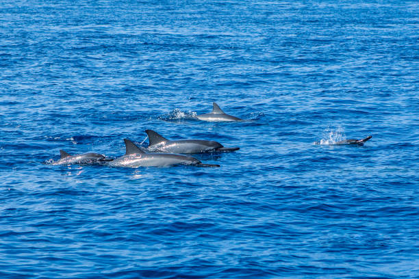 Family Pod of Dolphins in the Wild Swimming in the Ocean Daytime