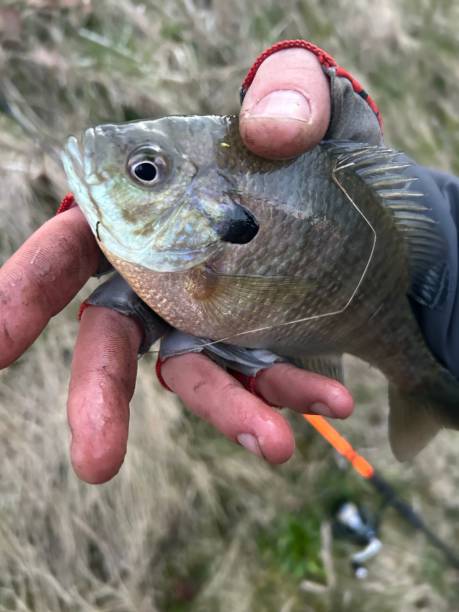 istock Person is holding up a freshly caught fish in his hand 1484178123