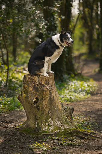 Well-behaved dog posing on an old tree stump in woodland in Pembrokeshire, Wales.