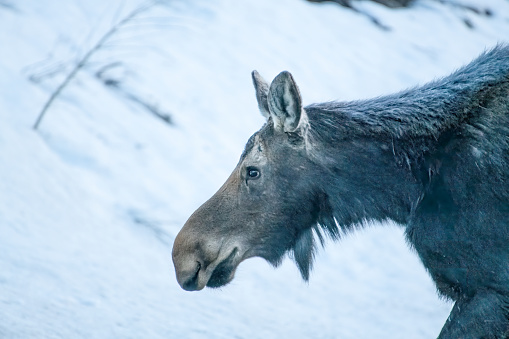 Hunger showing after a hard winters cold nears its end this Moose is standing beside river in early morning 6 am fog in the Yellowstone Ecosystem. Nearby cities are Jackson, Wyoming, Denver, Colorado and Salt Lake City, Utah in USA of North America.