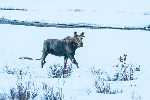 As winters cold nears its end this Bull Moose is growing new antlers standing beside river in early morning 6 am fog in the Yellowstone Ecosystem. Nearby cities are Jackson, Wyoming, Denver, Colorado and Salt Lake City, Utah in USA of North America.