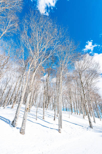 Magical snowy landscape in the Belgian Ardennes mountain forests with snow covered pine trees.