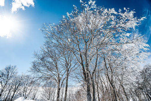 Sunset or sunrise in a birch grove with a falling snow. Rows of birch trunks with the sun's rays passing through them. Snowfall.