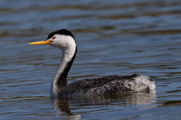 istock Clark’s grebe in beautiful light, seen in a North California marsh 1484181304