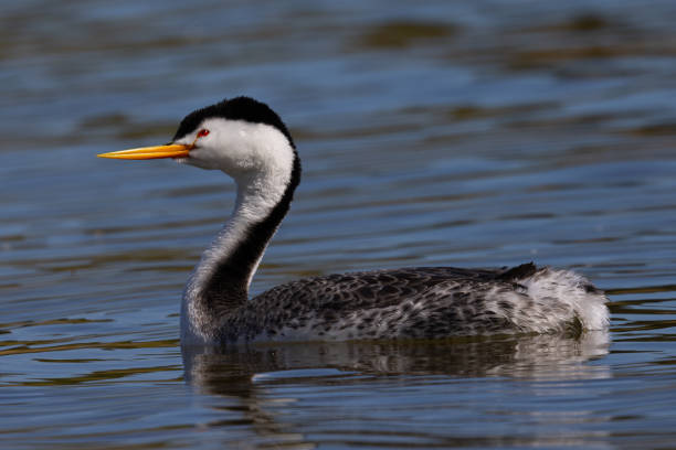 istock Clark’s grebe in beautiful light, seen in a North California marsh 1484181316