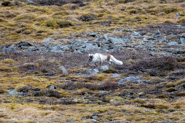 Arctic fox walking on a slope in svalbard island - norway