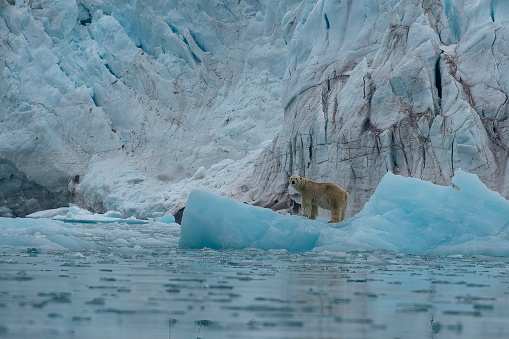 Polar bear on ice floe. Melting iceberg and global warming. Climate change