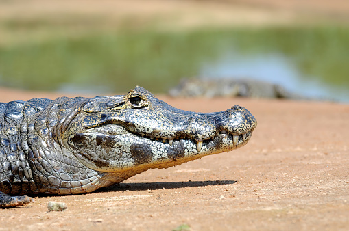 portrait of a small caiman in the Brazilian Pantanal - Brazil