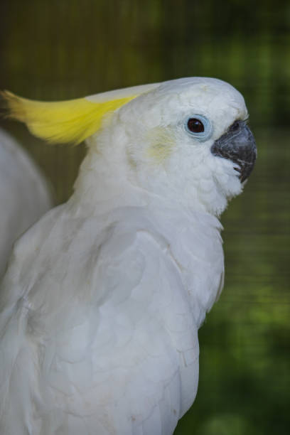 istock A white cockatoo with a yellow head 1484184108