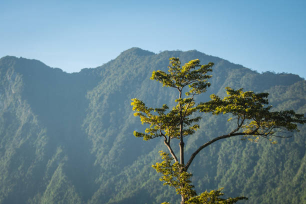 istock forest in Masihulan, Central Maluku, Indonesia 1484184363