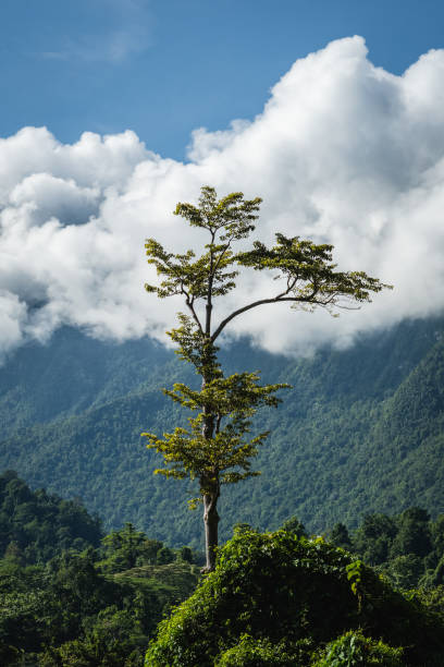 istock the forest in Masihulan, Central Maluku, Indonesia 1484184508