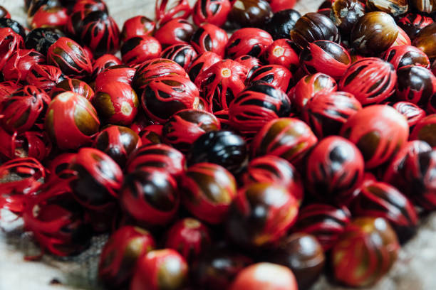 istock Nutmeg in Ambon, Maluku 1484186218