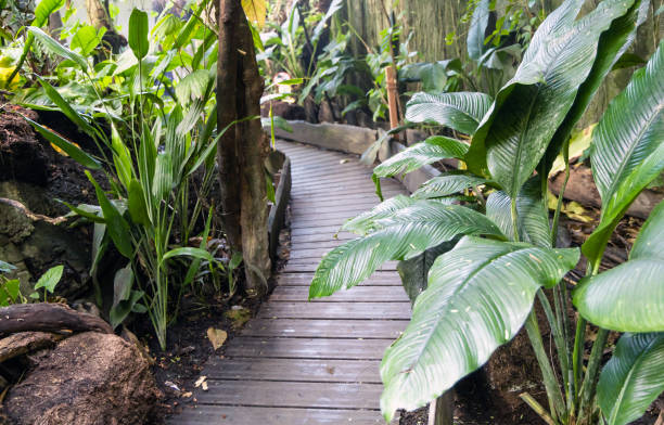 istock Wooden walkway in tropical parks. 1484187987