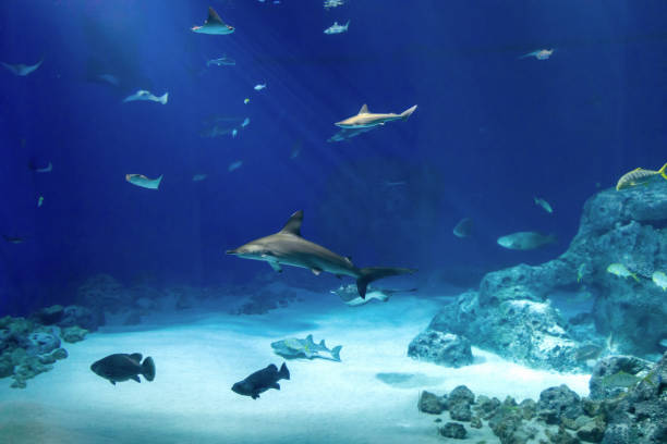 istock Marine exotic tropical fish. Aquarium with colorful fish. 1484188127