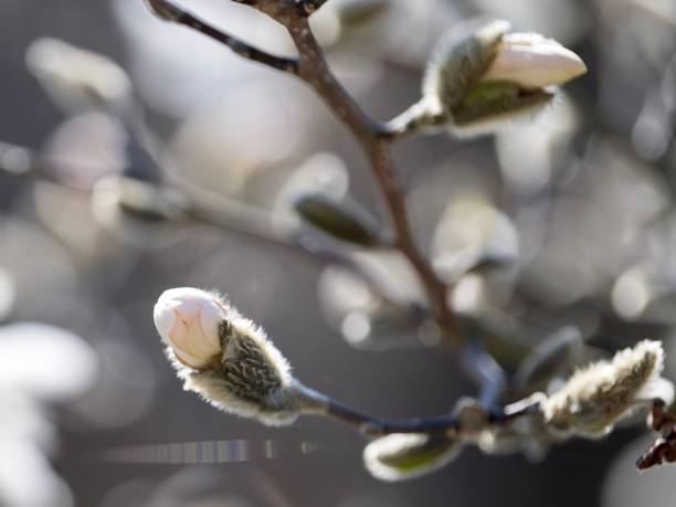 istock Close up of white magnolia 1484189139