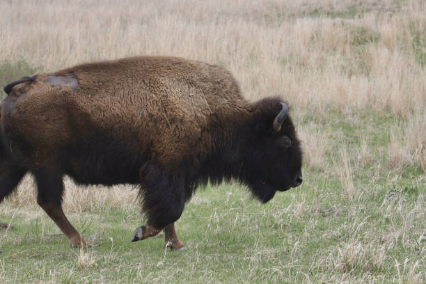 istock Plains Bison (buffalo) walking through a grassy meadow 1484191687
