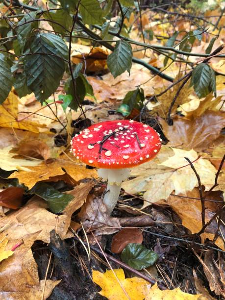 istock A round, small and red shining fly agaric (Amanita muscaria) stands on the forest ground surrounded by foliage and needles 1484193104