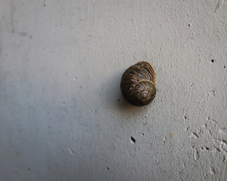 An european brown snail (Cornu aspersum) climbs upward a concrete wall in an urban scenery