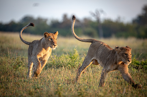 Two young lions chase each other playfully to practice their hunting skills. Viewed while on game drive on safari in South Africa